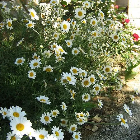 Apartman Adria Podgora (Split-Dalmatia)